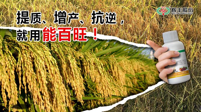 杈変赴鐢熺墿鍐滀笟鑲′唤鏈夐檺鍏徃鎺掕,杈変赴鐢熺墿鍐滀笟鑲′唤鏈夐檺鍏徃杞瀷