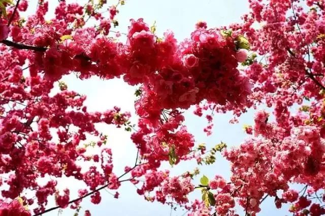 昆明主城中央公园及cbd核心区规划,昆明世博园片区最新规划