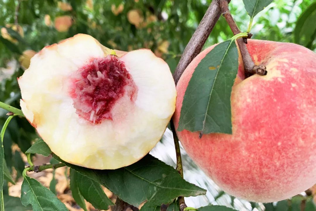 金秋红蜜桃打破吉尼斯世界纪录,金秋红蜜吉尼斯世界纪录