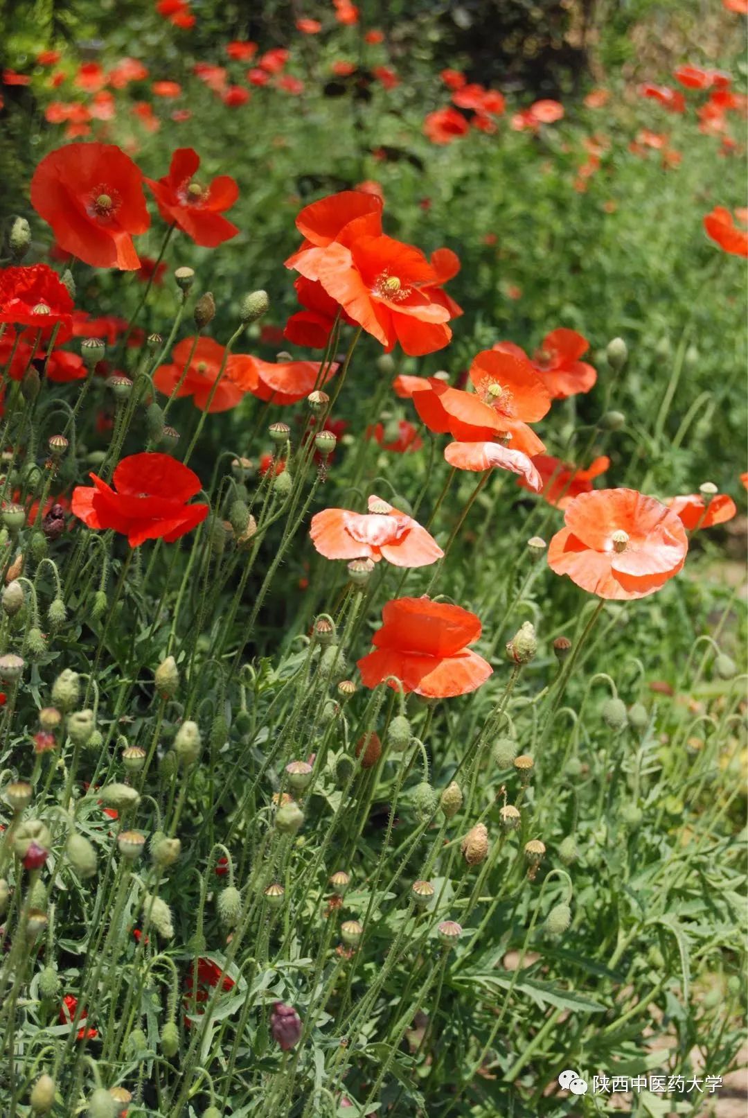 陕中大最火的这几款色号，你种草了么？