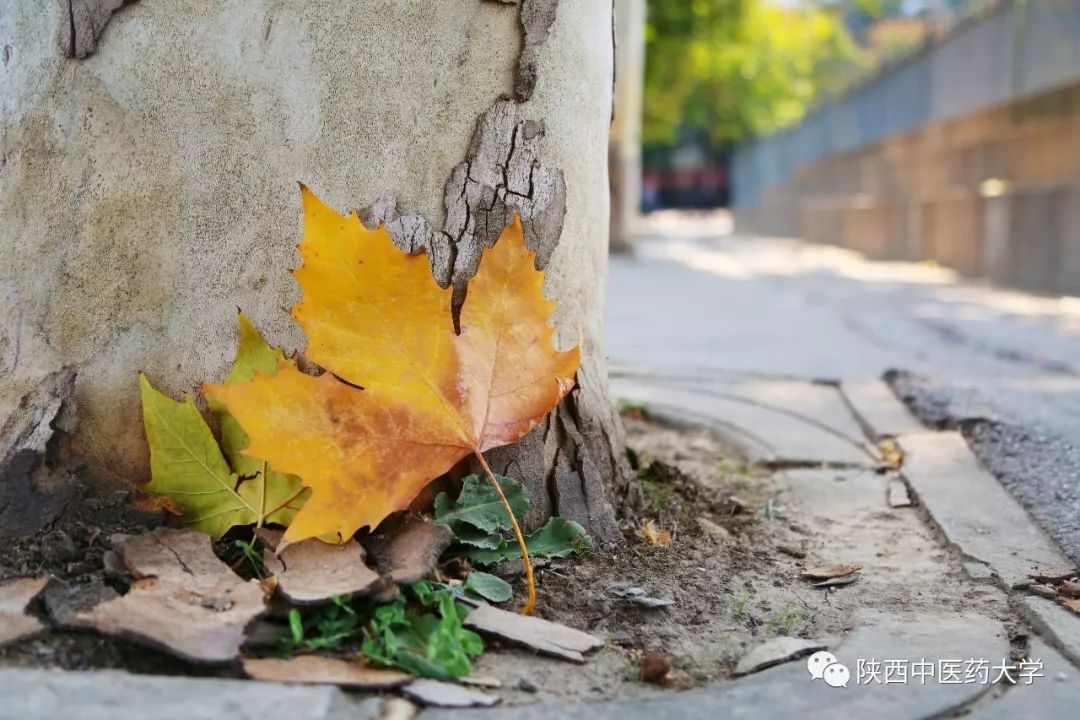 陕中大最火的这几款色号，你种草了么？