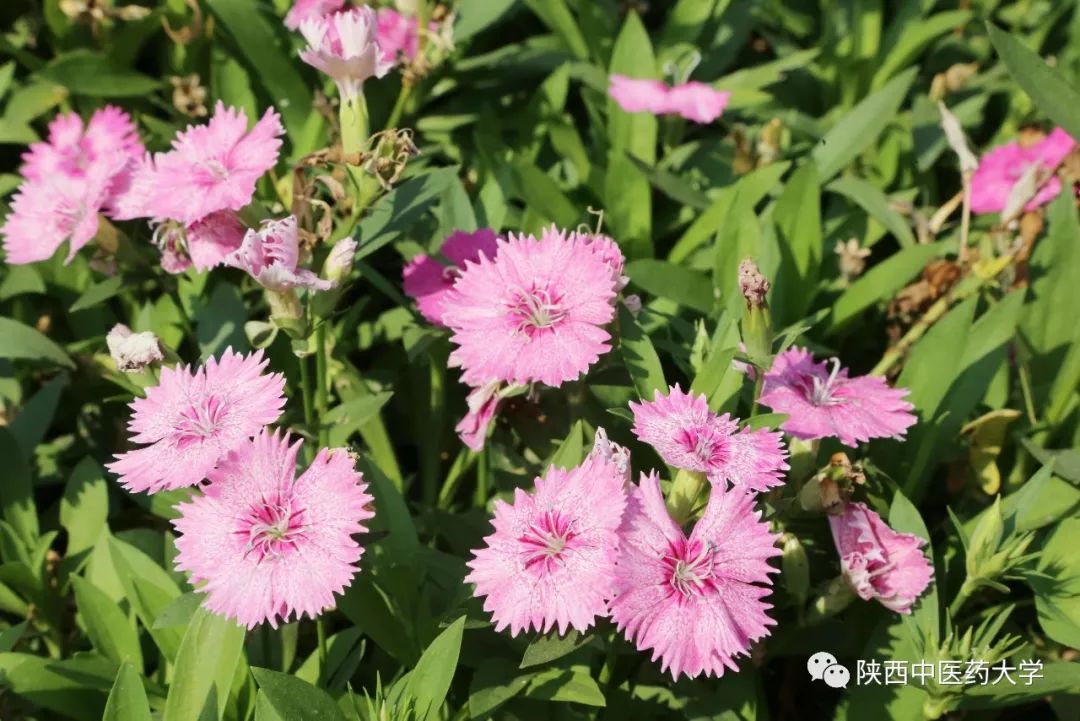 陕中大最火的这几款色号，你种草了么？