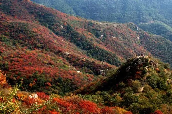 河南秋季最美红叶,河南十大红叶观赏地