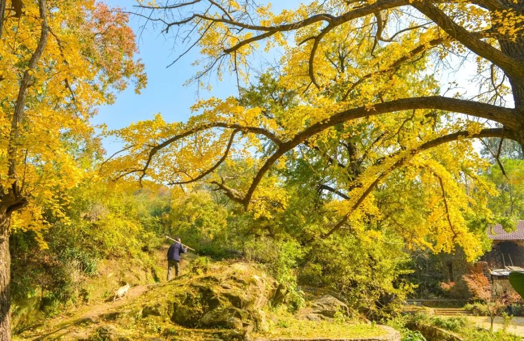 河南秋天最美红叶景区,太美了河南景观
