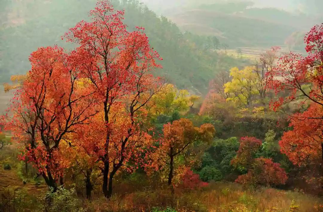 河南秋天最美红叶景区,太美了河南景观
