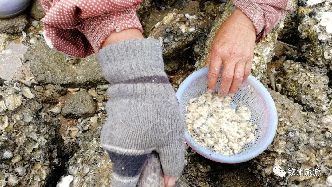 我们一起赶海,赶海攻略北戴河9月份赶海时间表