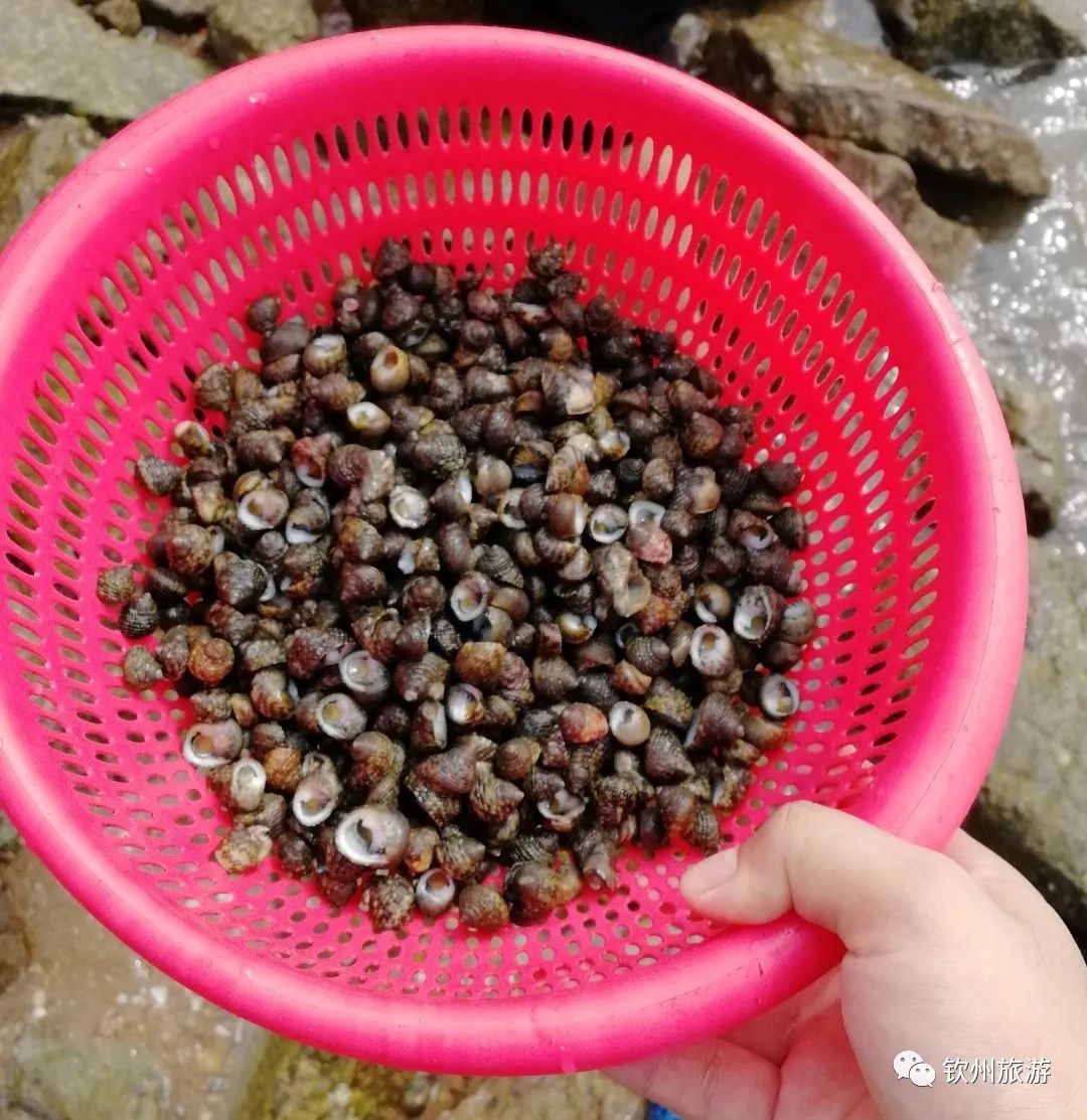 我们一起赶海,赶海攻略北戴河9月份赶海时间表