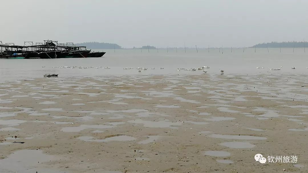 我们一起赶海,赶海攻略北戴河9月份赶海时间表