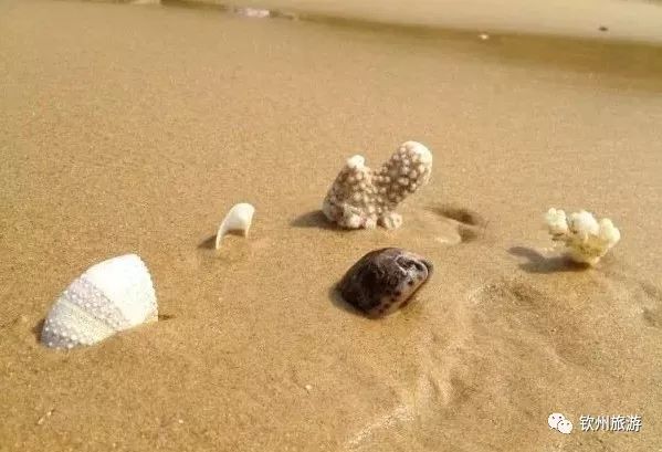 我们一起赶海,赶海攻略北戴河9月份赶海时间表