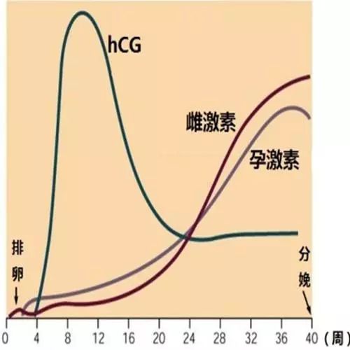 hcg卫浴属于什么牌子,hcg是尿促针还是绒促针