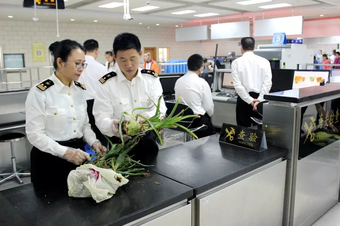 夜读海关｜厦门口岸平行进口汽车首破千辆，南通口岸首次截获有害生物中间乳白蚁