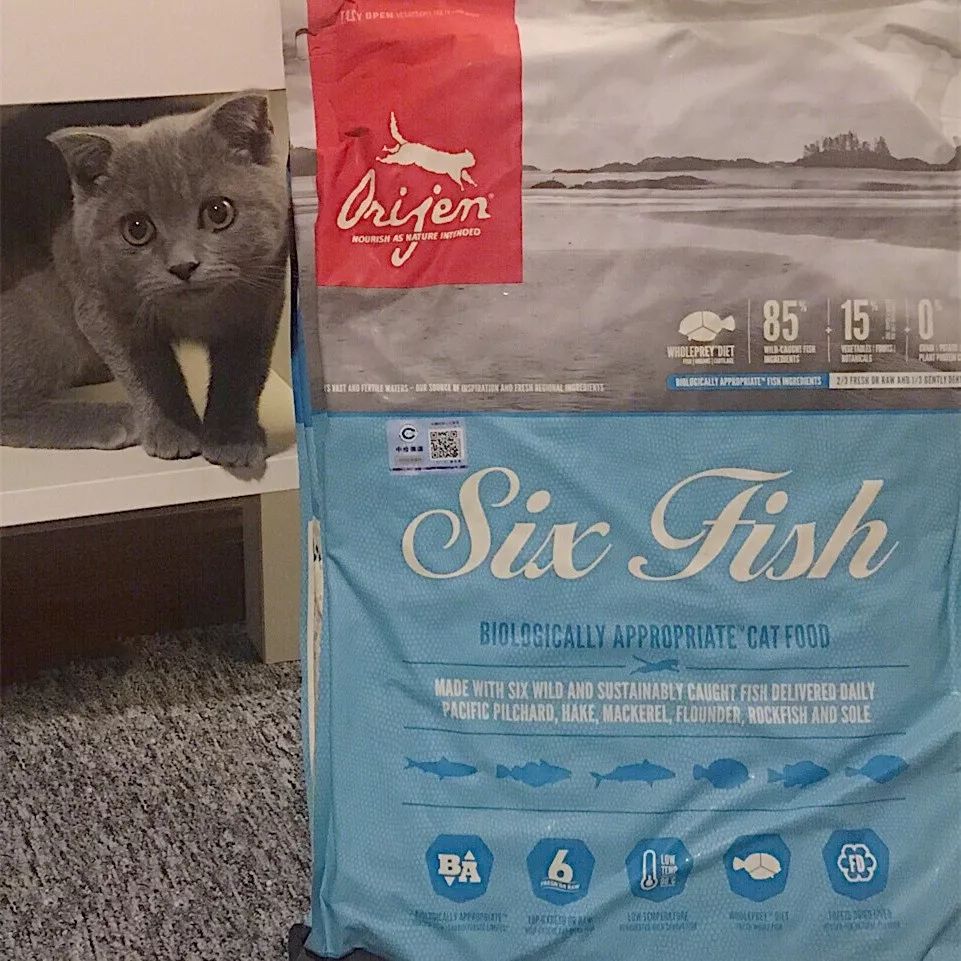 11.11宠物必买清单丨盘点那些被无限回购的萌宠爱用品