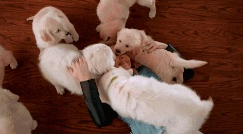 广州市天河区狗狗免费打狂犬疫苗,广州黄埔狗狗狂犬疫苗免费打