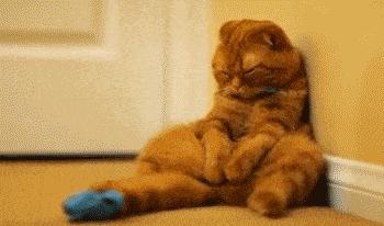 怀孕可以同时养猫狗吗,怀孕了家中养的猫狗会有影响吗