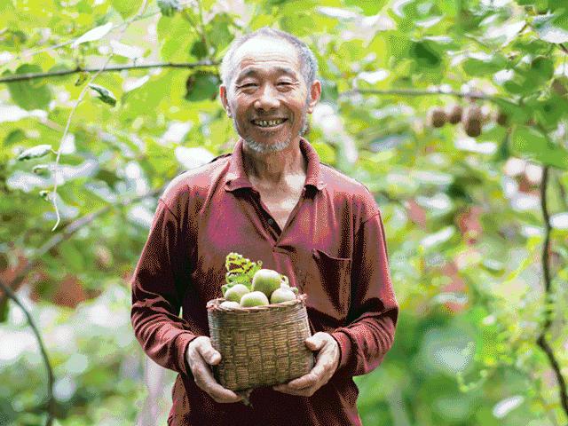好甜的红心猕猴桃,野生猕猴桃好甜