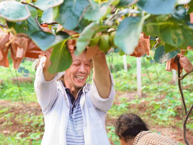 好甜的红心猕猴桃,野生猕猴桃好甜