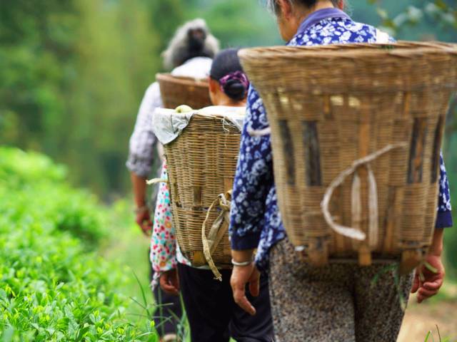 好甜的红心猕猴桃,野生猕猴桃好甜