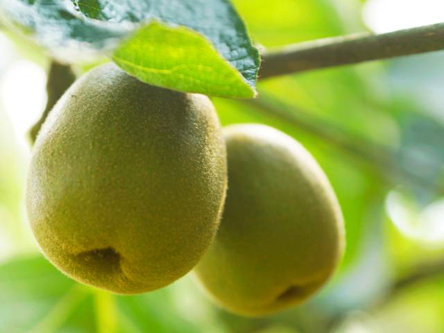 好甜的红心猕猴桃,野生猕猴桃好甜