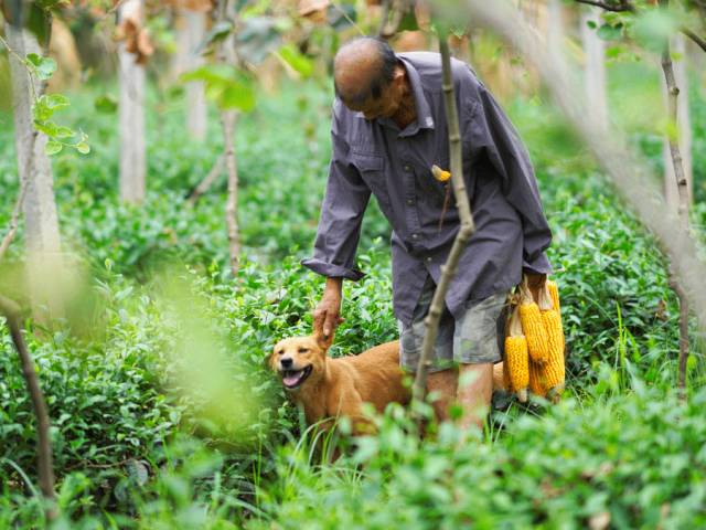 好甜的红心猕猴桃,野生猕猴桃好甜
