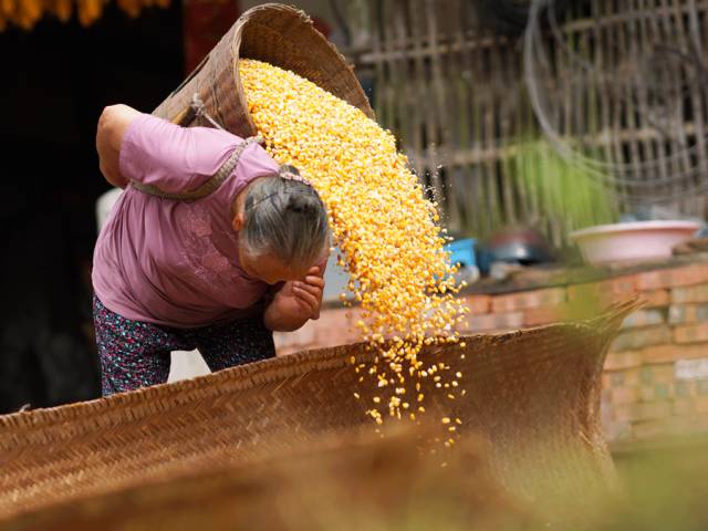 好甜的红心猕猴桃,野生猕猴桃好甜