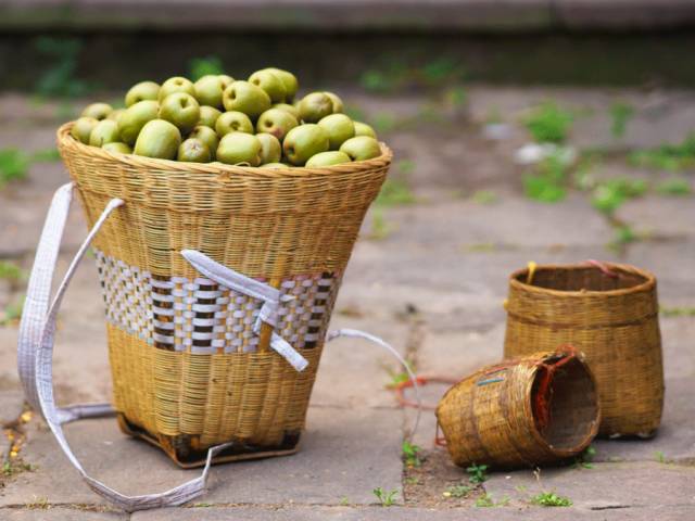 好甜的红心猕猴桃,野生猕猴桃好甜