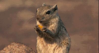 栗子吃多了烧胃怎么处理,吃栗子呕吐怎么回事啊