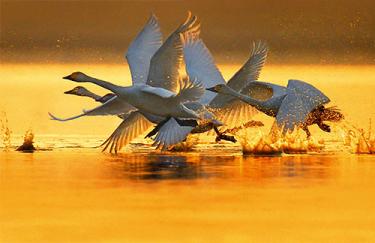 鄱阳湖大地之树怎么形成的,鄱阳湖现大地之树自然景观