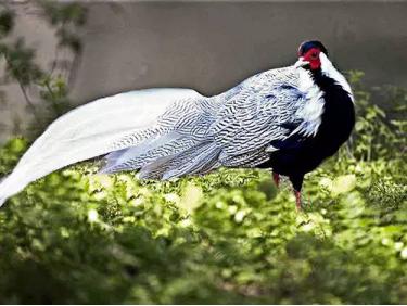 鄱阳湖大地之树怎么形成的,鄱阳湖现大地之树自然景观