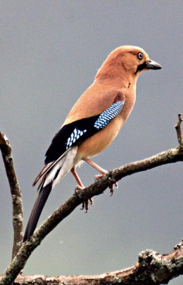 鄱阳湖大地之树怎么形成的,鄱阳湖现大地之树自然景观
