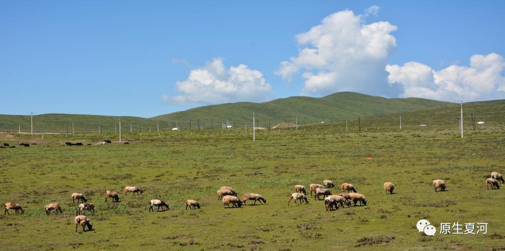羊肉去膻味最直接的方法家常,羊肉纯正去膻味的最佳方法