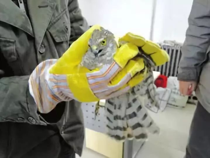 炖二级保护动物，还敢发短视频！这位网友火的很特别……