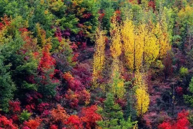 河南看红叶最好的地方,河南红叶最佳观赏时间表