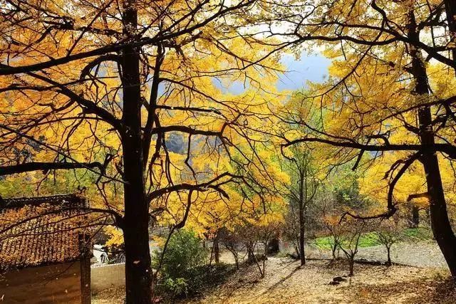河南看红叶最好的地方,河南红叶最佳观赏时间表