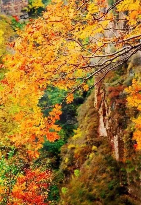 河南秋天最美红叶景区,太美了河南景观