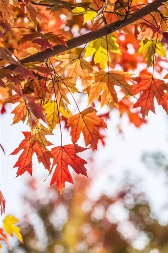 河南秋天最美红叶景区,太美了河南景观