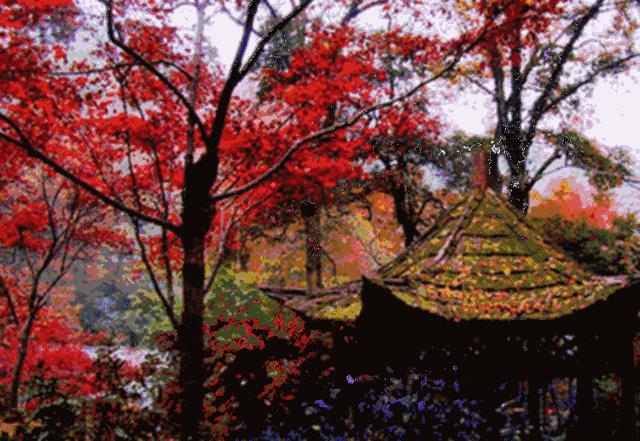 河南看红叶最好的地方,河南红叶最佳观赏时间表