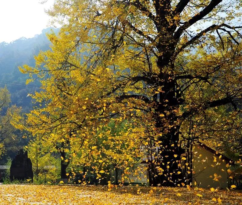河南看红叶最好的地方,河南红叶最佳观赏时间表