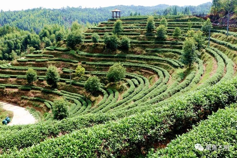 福建树屋酒店推荐,福建特色树屋民宿度假屋特点