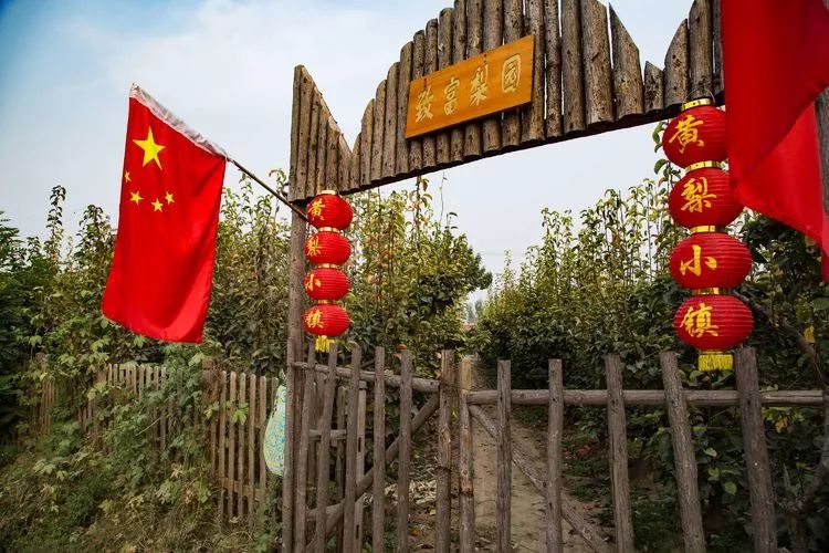 黄梨花儿开，大美馆陶等您来！