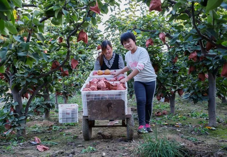 黄梨花儿开，大美馆陶等您来！