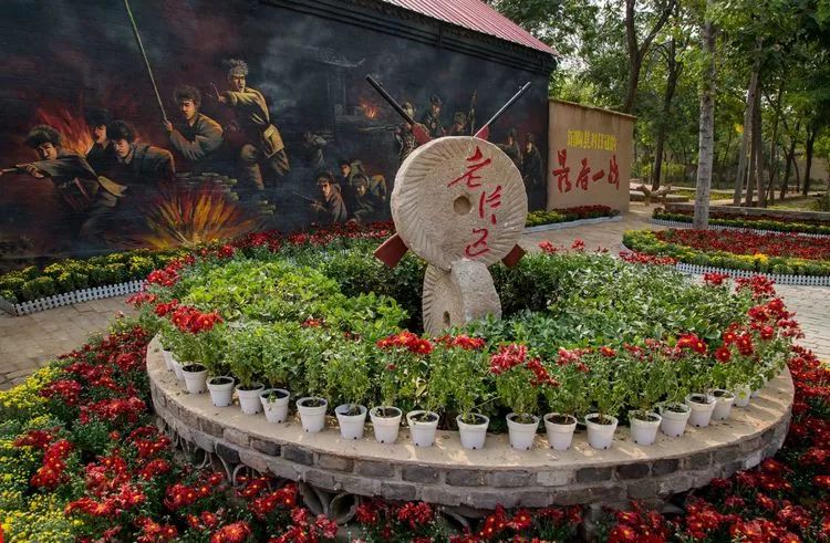 黄梨花儿开，大美馆陶等您来！