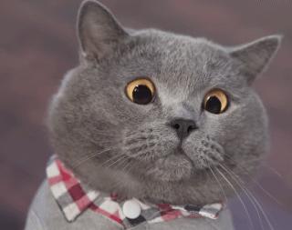 宜家2022开放多少个城市,宜家免费进去吗