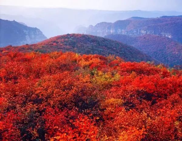河南秋天最美红叶景区,太美了河南景观