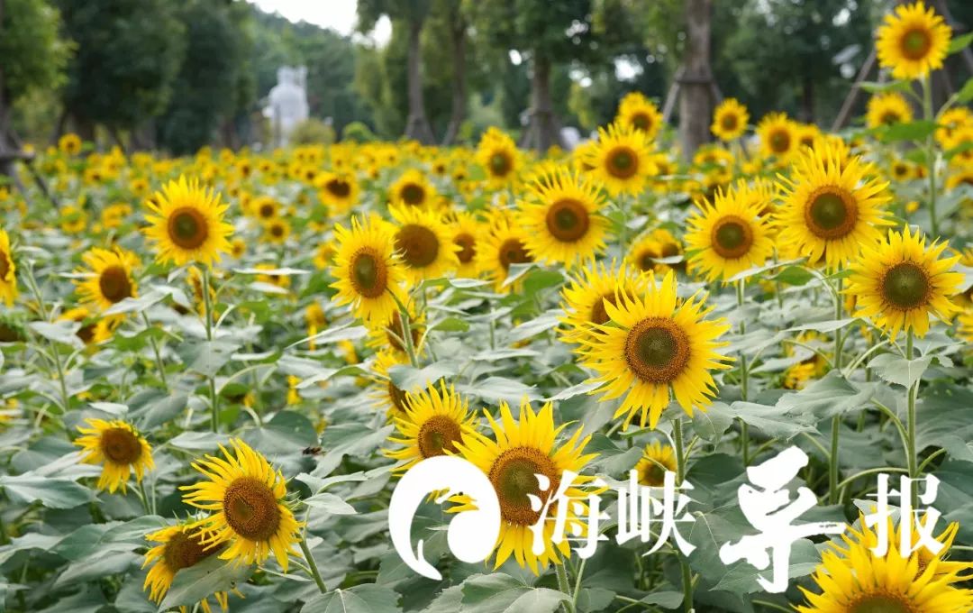 带你看美丽的厦门海边美景,厦门海洋最美丽的风景