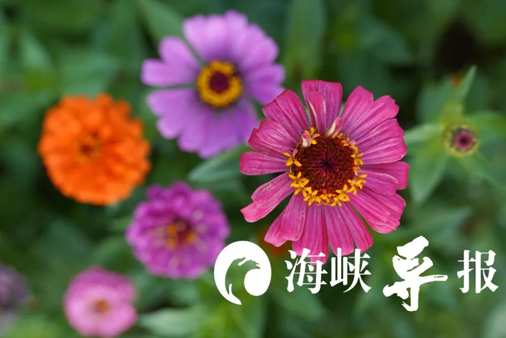 带你看美丽的厦门海边美景,厦门海洋最美丽的风景