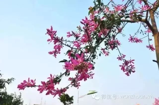 带你看美丽的厦门海边美景,厦门海洋最美丽的风景