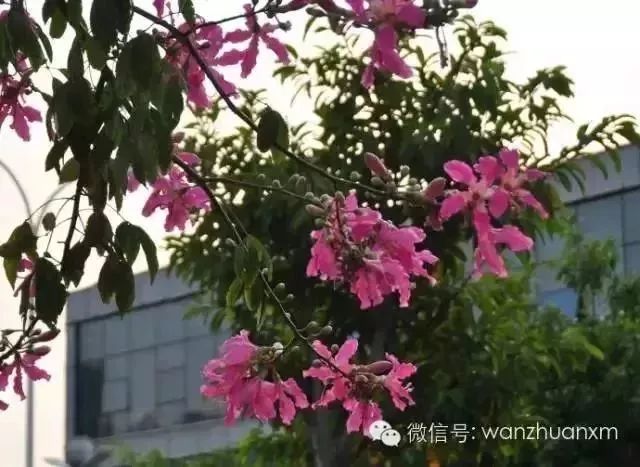 带你看美丽的厦门海边美景,厦门海洋最美丽的风景