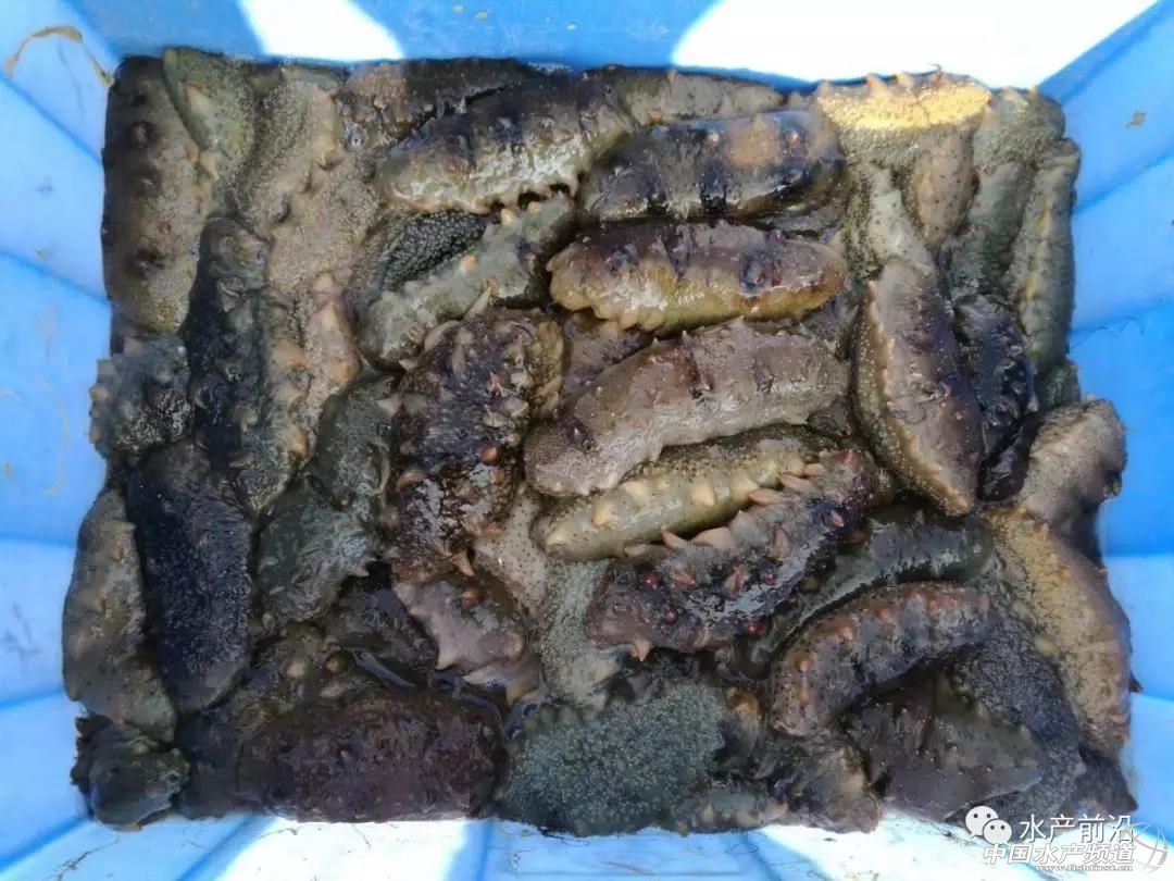 海参最低多少钱一斤,120斤野生海参价格