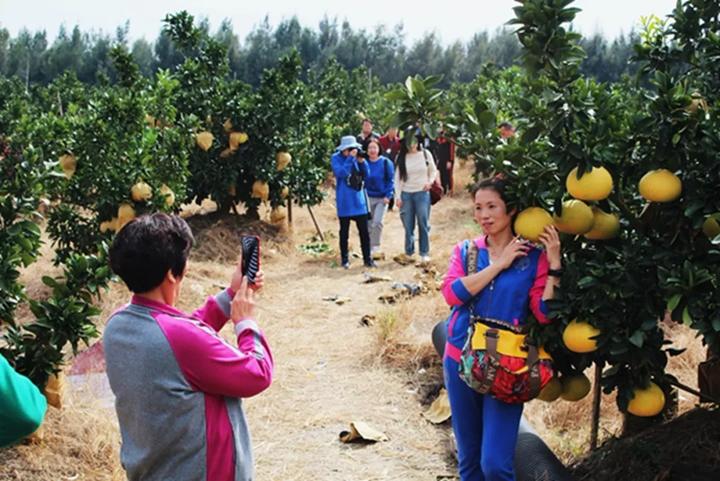 中华第一名柚,柚子中华第一柚