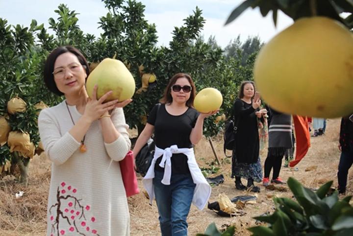 中华第一名柚,柚子中华第一柚